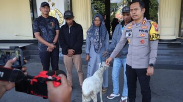Polres Bondowoso Amankan Tersangka Curwan, Barang Bukti Kambing Diserahkan Kembali ke Pemilik*