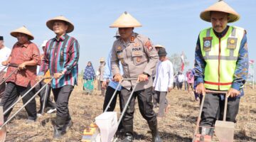 Dukung Ketahanan Pangan Nasional, Polres Lamongan Tanam Jagung di Lahan Baku Desa Kedali*